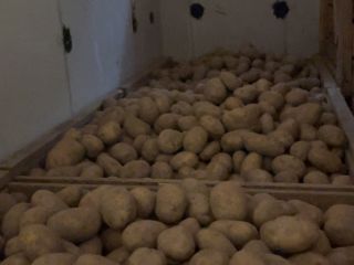 Hola, vendo patatas grandes y bonitas (más de 50)