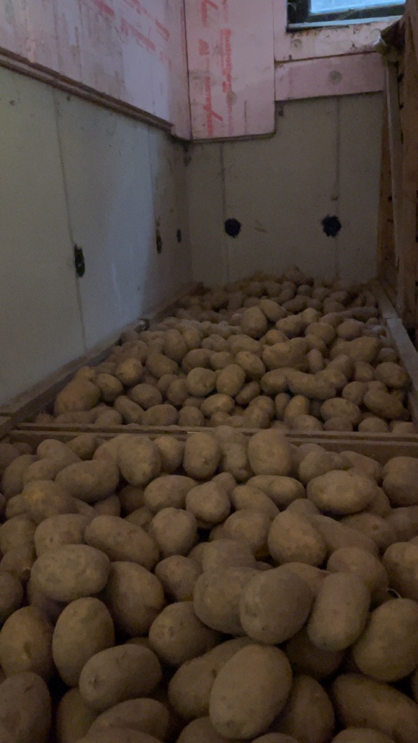 Hola, vendo patatas grandes y bonitas (más de 50) de las variedades Valdivia y Chiara