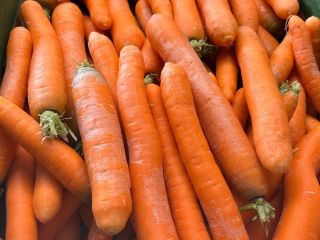 Busco establecer alianzas con importadores o productores de zanahorias