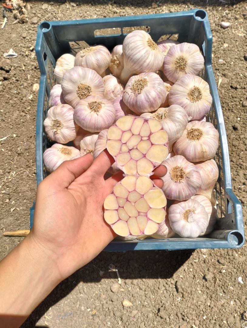 Golden Roots exporta productos egipcios frescos, congelados, verduras y frutas desde Egipto a todo el mundo [correo electrónico] [número de teléfono] Papas