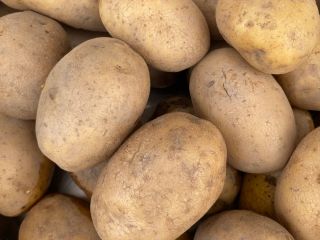 Patatas Lily en venta, en cantidades de camión completo,