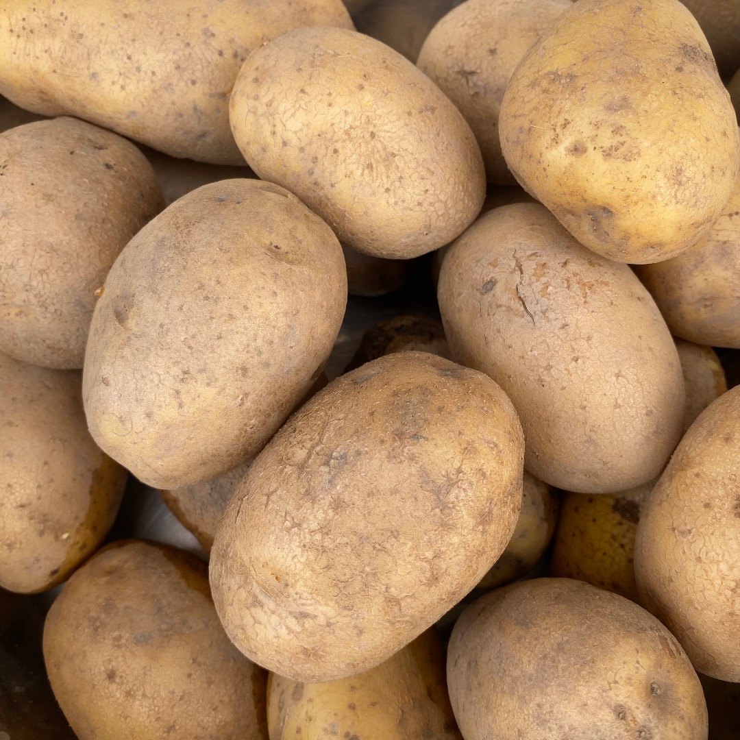 Patatas Lily en venta, en cantidades de camión completo, de suelo ligero