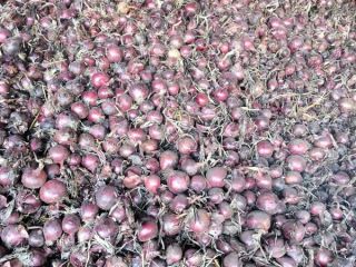 Buenos días, tengo 150 toneladas de cebollas rojas sin