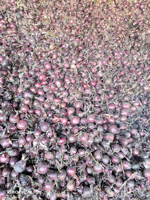 Buenos días, tengo 150 toneladas de cebollas rojas sin pelar a la venta