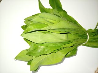 Tengo una gran cantidad de ajo silvestre a la