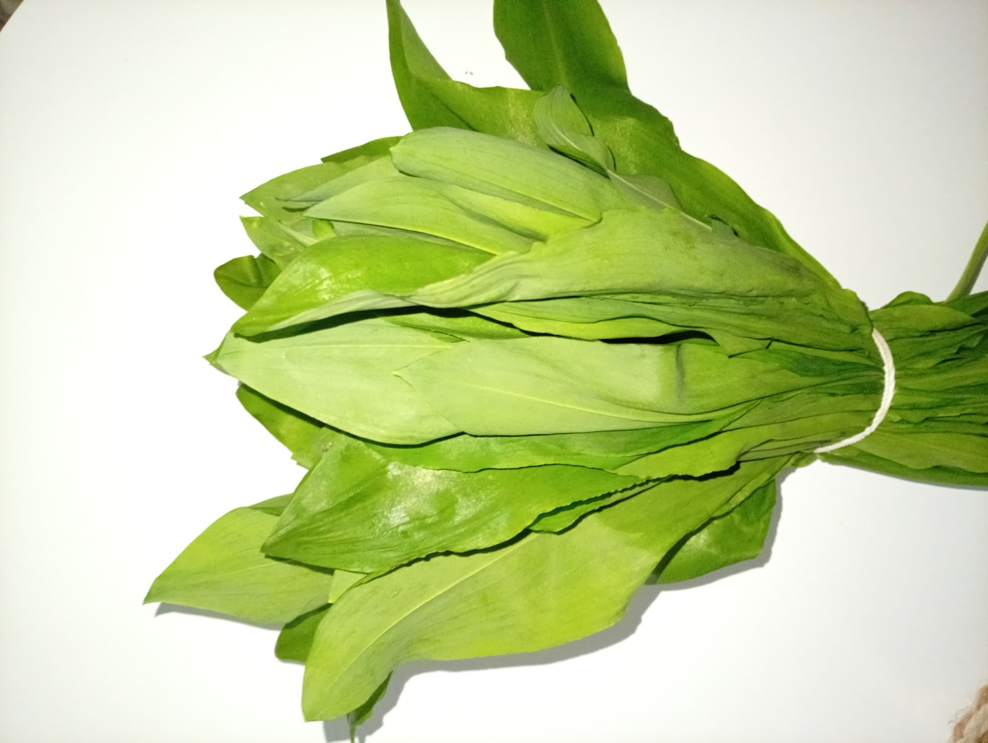 Tengo una gran cantidad de ajo silvestre a la venta