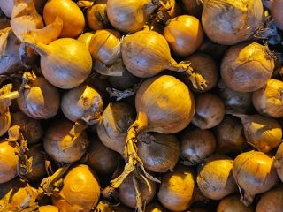 Vendo cebollas. Para más información, llame al [número de