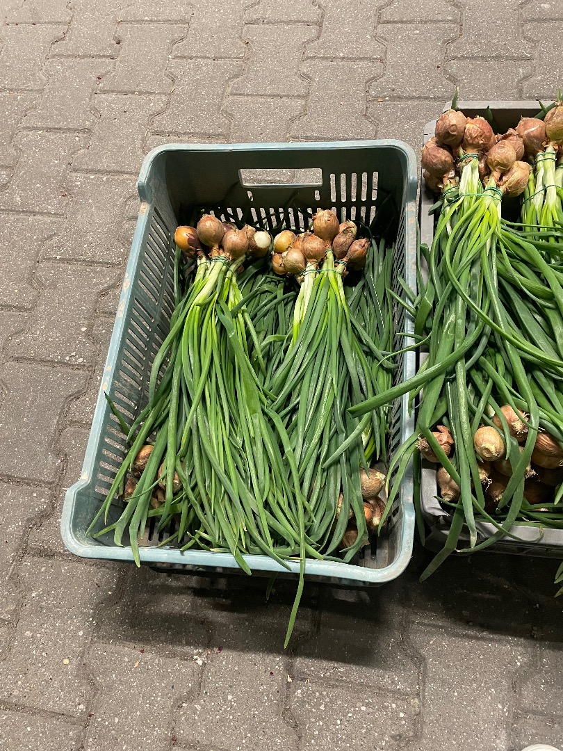 Vendo cebollino en manojos