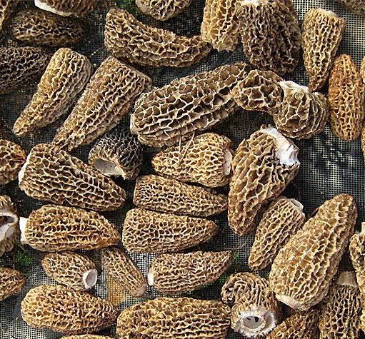 Setas morillas, lavadas, secas, sombrero sin tallo, envasadas al vacío, peso 3 kg, cantidad ilimitada, precio 350 euros por kilogramo, humedad 24-28%