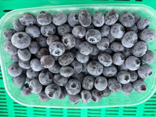 Vendo arándanos congelados. El producto está intacto y sin