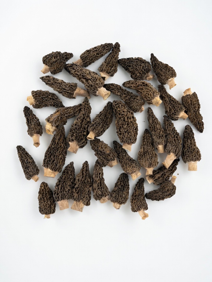 Colmenillas secas orgánicas - Paquete de 100 g - 49,99 € + 10 € de envío