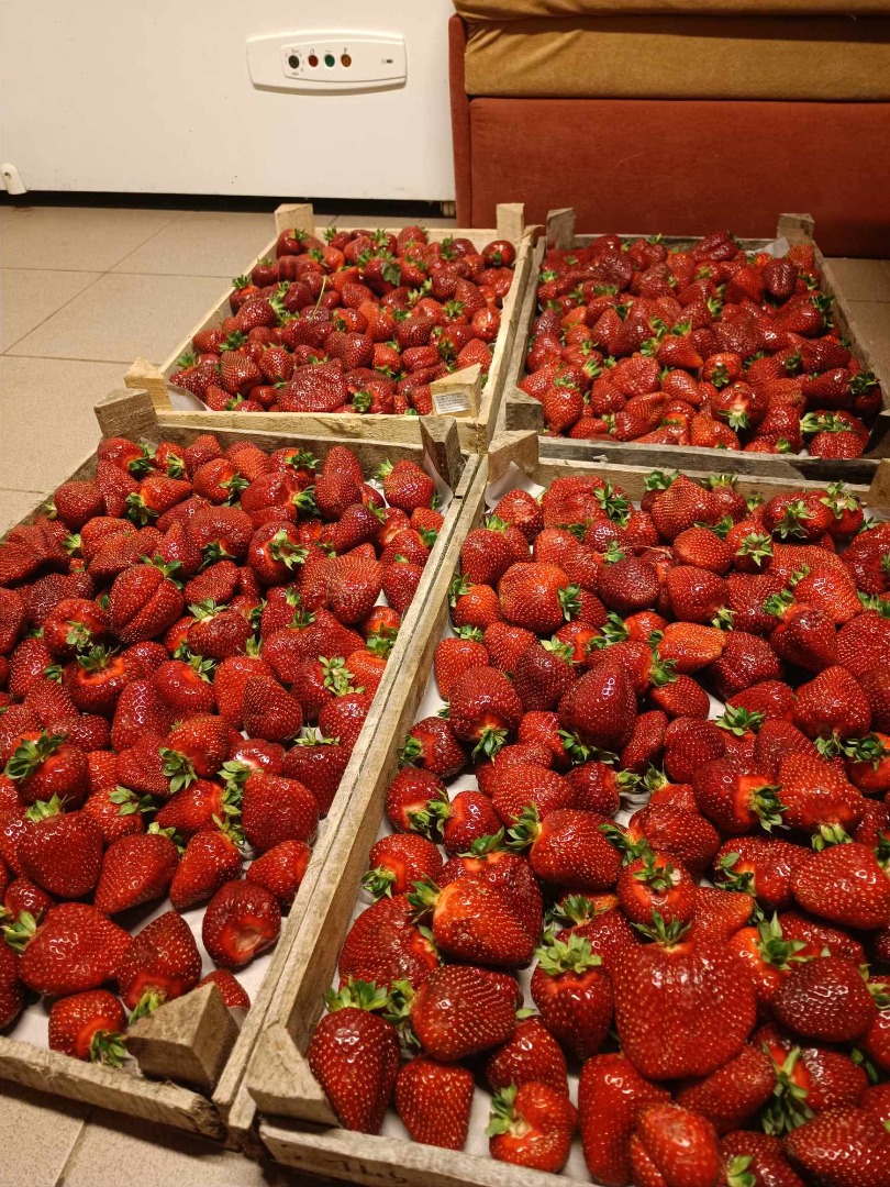 Hola, me interesaría un servicio regular de entrega de fresas