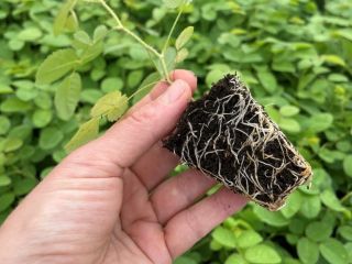 Plántulas de rosa damascena. Híbridos especialmente seleccionados de Paulownia