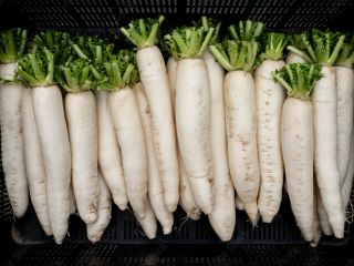 Rábano blanco (daikon) de gran tamaño para la industria.