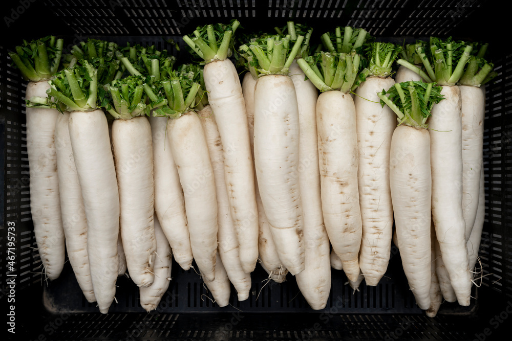 Rábano blanco (daikon) de gran tamaño para la industria