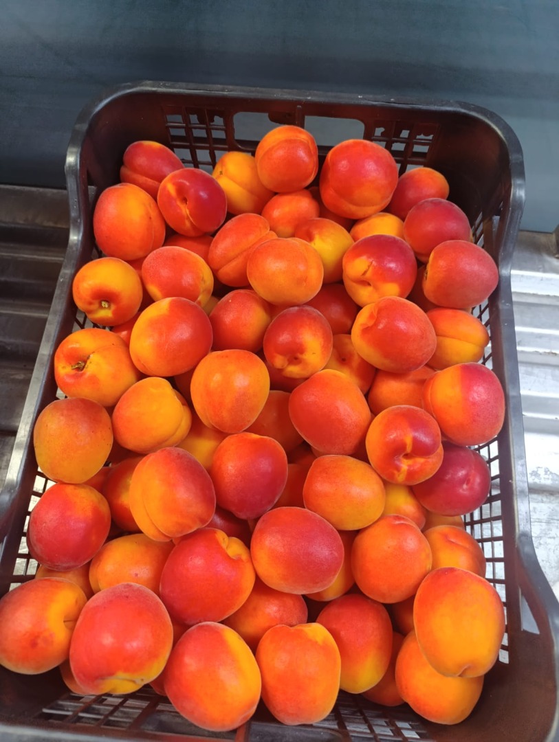 Albaricoques: ¡de temporada! Dorados, bañados por el sol y naturalmente dulces, los albaricoques te brindan un sabor a sol en cada bocado