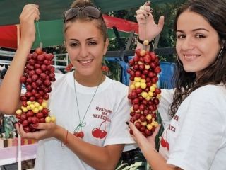 Vendo cerezas frescas de variedades tempranas, semitempranas y tardías.