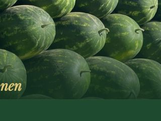 Somos exportadores experimentados de sandías frescas de Marruecos y