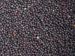 Vendo colza para la producción de aceite. Grano de