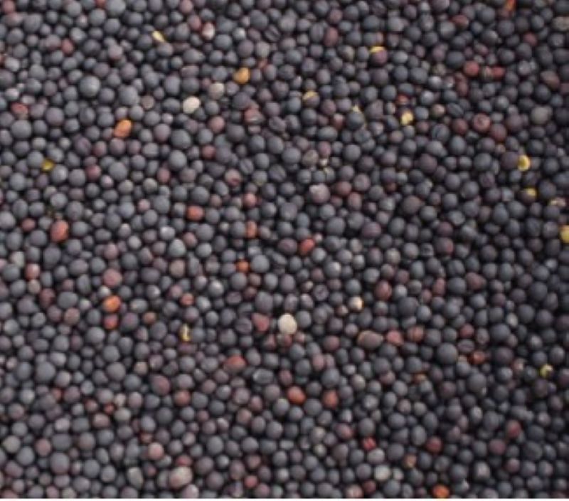 Vendo colza para la producción de aceite