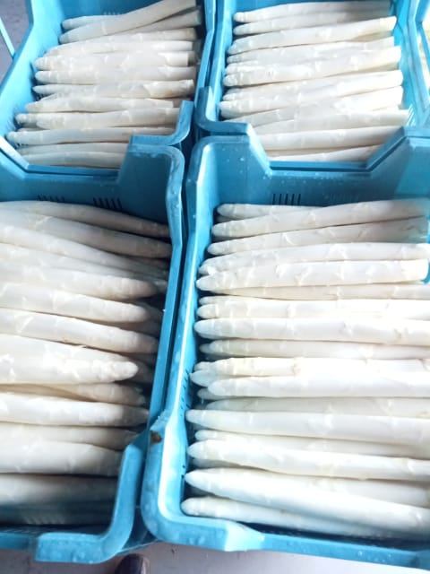 Produzco espárragos blancos y verdes