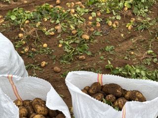 Patata nueva de Rumania directamente del productor Calarasi, Dolj,