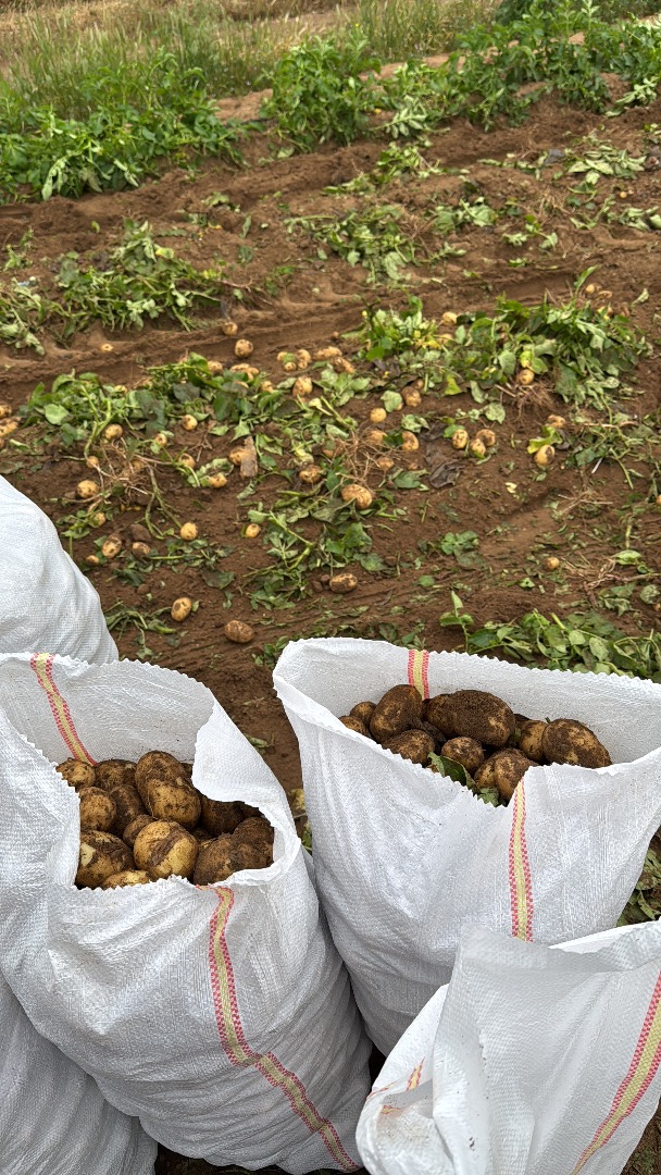 Patata nueva de Rumania directamente del productor Calarasi, Dolj, Rumania Tel: [teléfono]