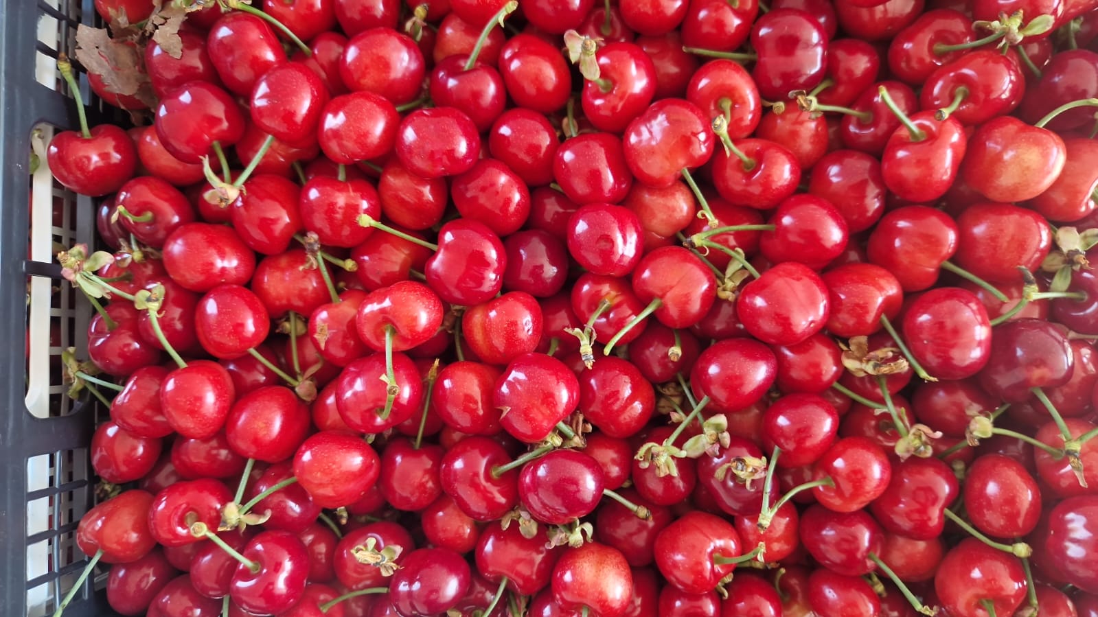 En FIA GOGOT FRUIT encontrará las frutas de temporada más frescas, de calidad superior y máxima frescura
