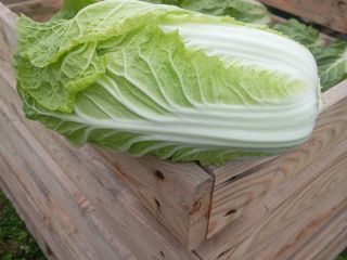 Venderé col china de 0,8 a 2 kg.