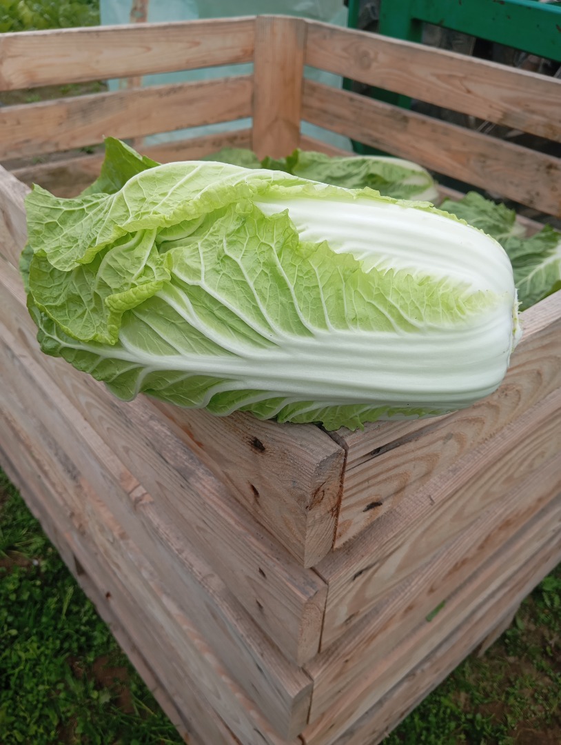 Venderé col china de 0,8 a 2 kg
