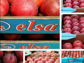 Fruta producida y envasado en españa, con global gap.