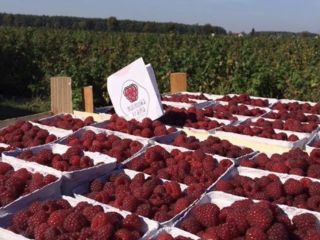 Venderé la franela de otoño Polane de las plantaciones