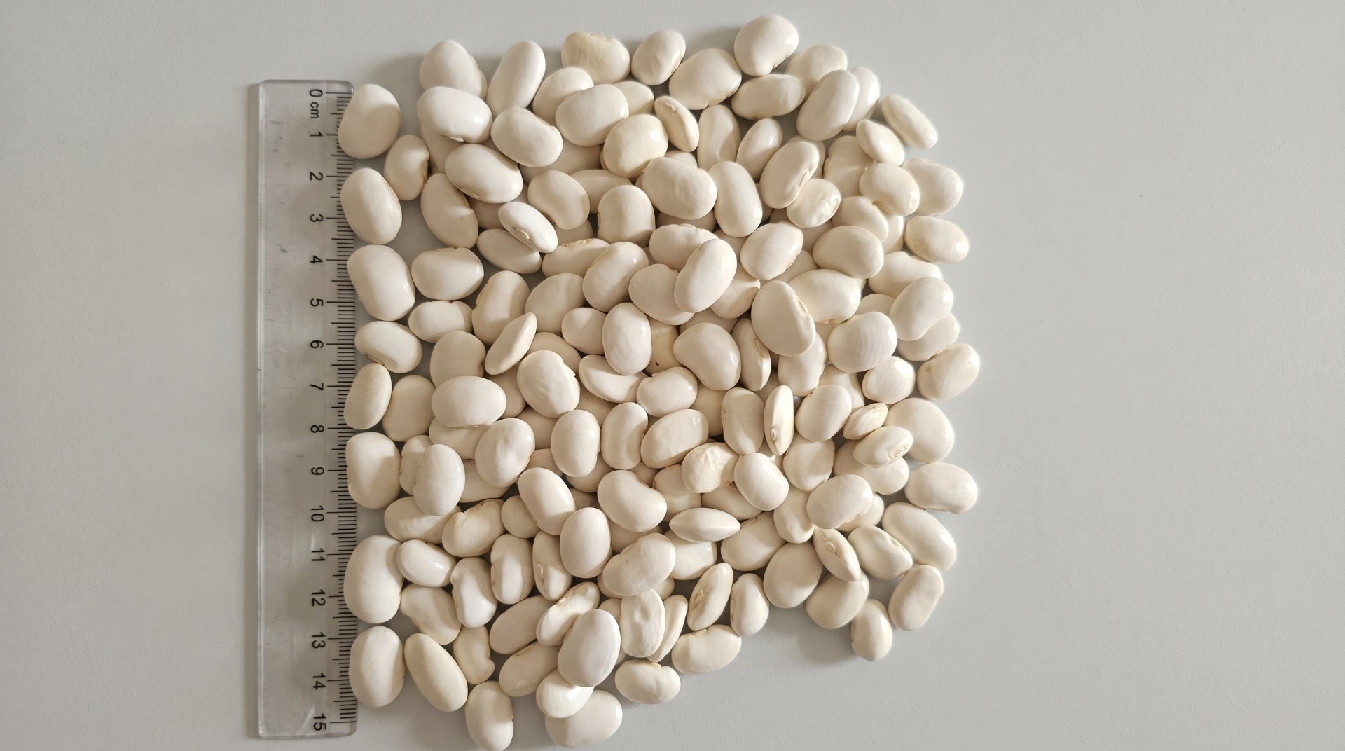 SE VENDE – Judías blancas gigantes | Origen polaco (UE) ✅ Variedad: Jaś Pnący (Judías blancas gigantes) ✅ Cantidad: 80–100 semillas / 100 g ✅ Calidad: Grado A