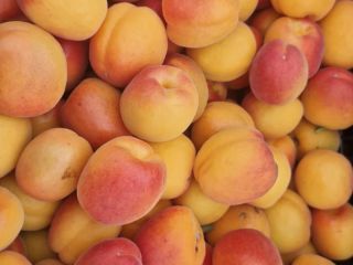 Te esperamos para que descubras los albaricoques frescos y