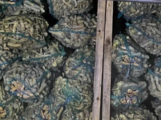 Ofrecemos raíz de rábano picante al por mayor a