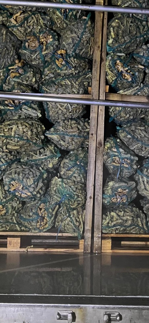 Ofrecemos raíz de rábano picante al por mayor a partir de 20 toneladas