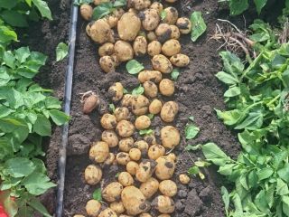 Vendo patatas nuevas de las variedades Riviera, Peretu y