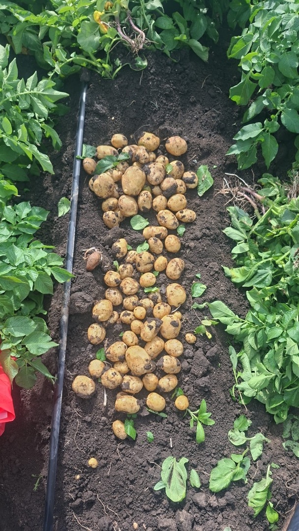 Vendo patatas nuevas de las variedades Riviera, Peretu y Teleorman