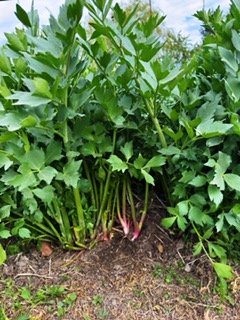 Ofrezco hojas de apio de monte de un productor del Voivodato de Łódź (Condado de Tomaszów)
