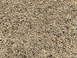 Sorgo blanco en venta. Pureza 99%, humedad máxima 14%.
