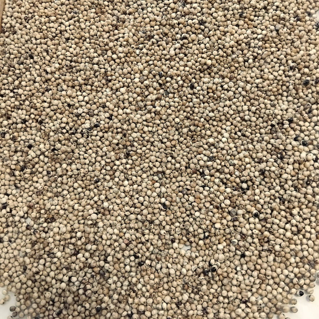 Sorgo blanco en venta
