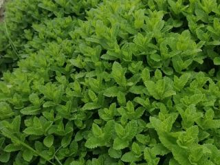 menta fresca