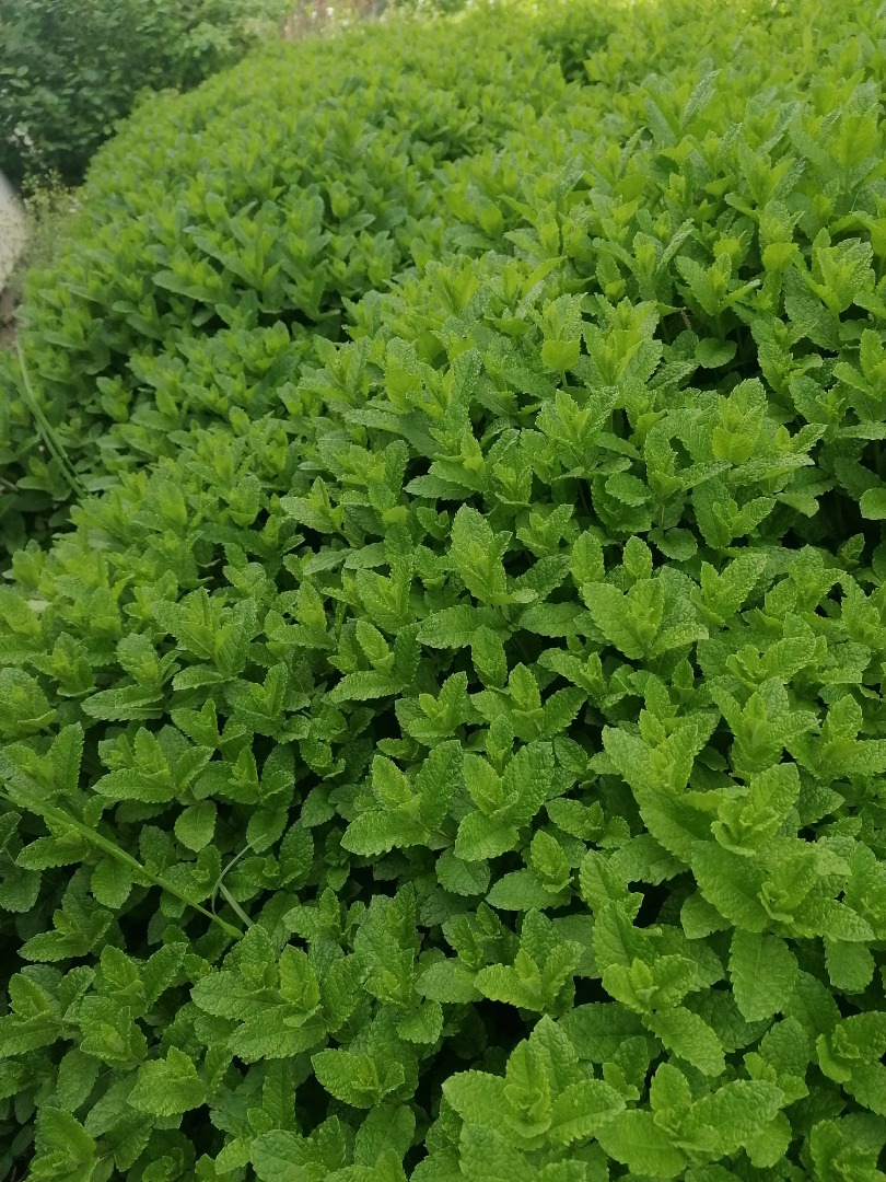 menta fresca