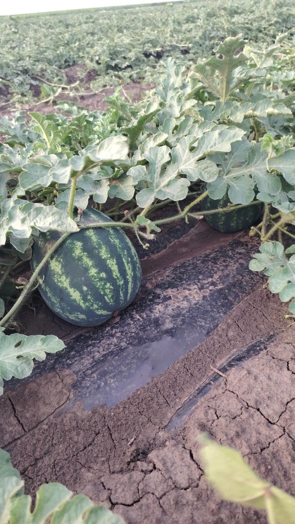 Sandías frescas de Rumanía a la venta directamente del campo