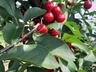 Nos complace ofrecer cerezas ácidas de primera calidad. Nuestras