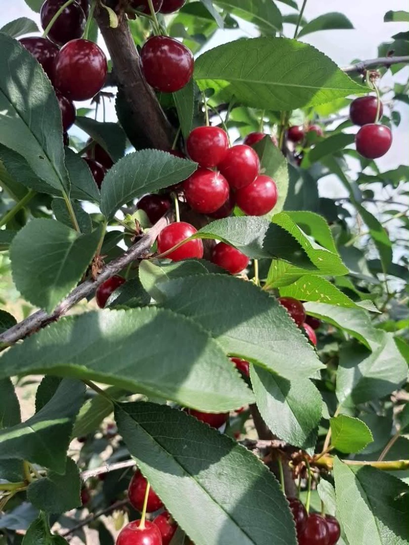 Nos complace ofrecer cerezas ácidas de primera calidad