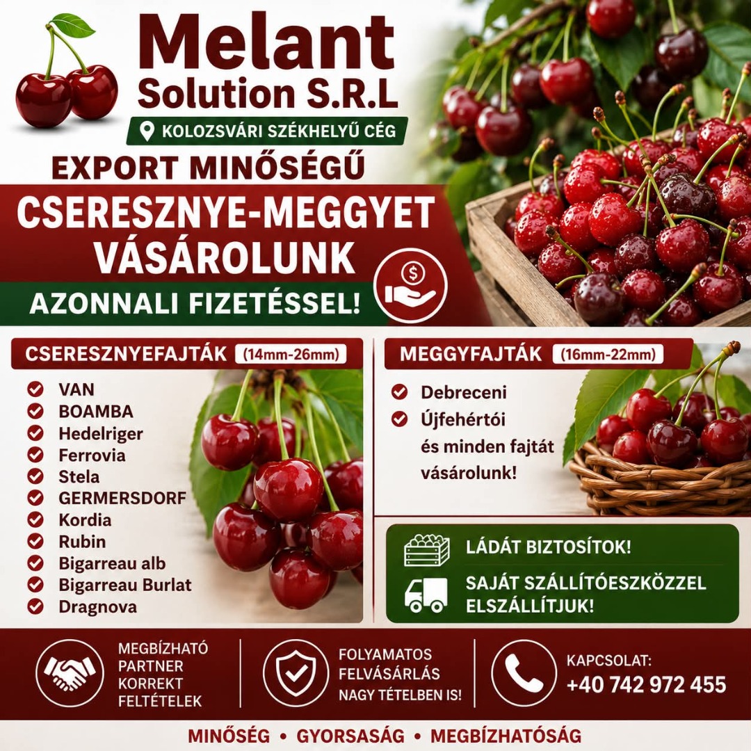 Una empresa con sede en Cluj-Napoca busca grandes cantidades de cerezas para la temporada 2026
