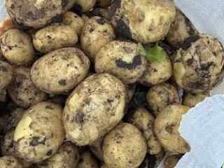 Nuevas patatas Riviera – Muy buena calidad Ofrecemos patatas