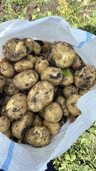 Nuevas patatas Riviera – Muy buena calidad Ofrecemos patatas Riviera de nueva cosecha de muy buena calidad, procedentes de Rumanía