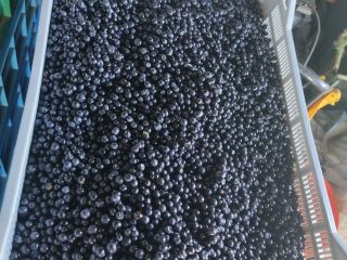 Vendo arándanos silvestres, recogidos a diario. Precio negociable. Vendo